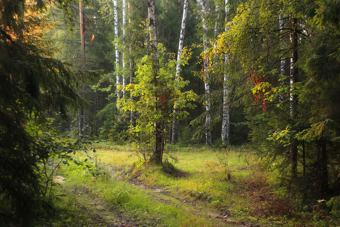 В утреннем свете