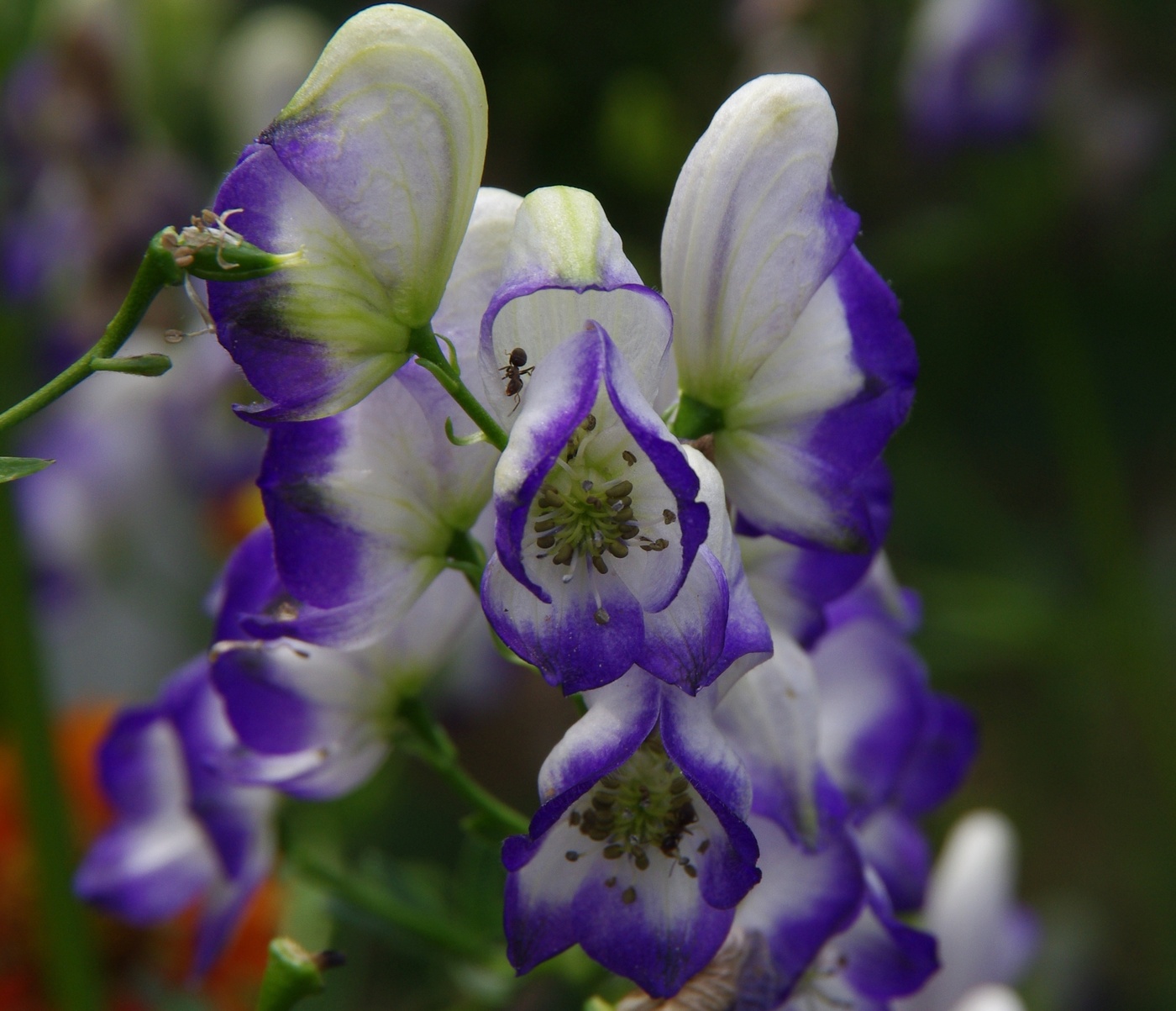 Сине-белые цветы