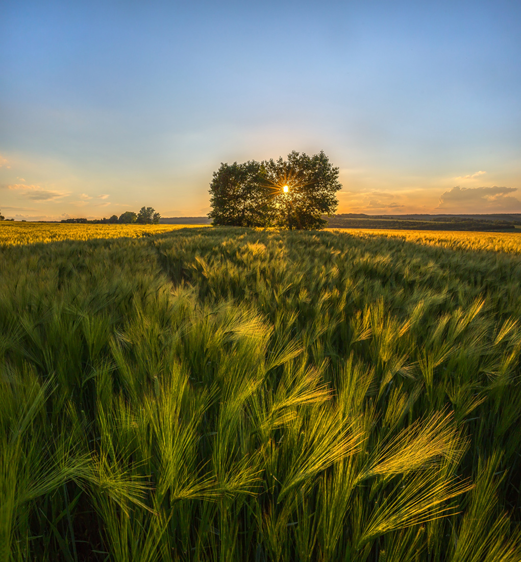 Колосится рожь