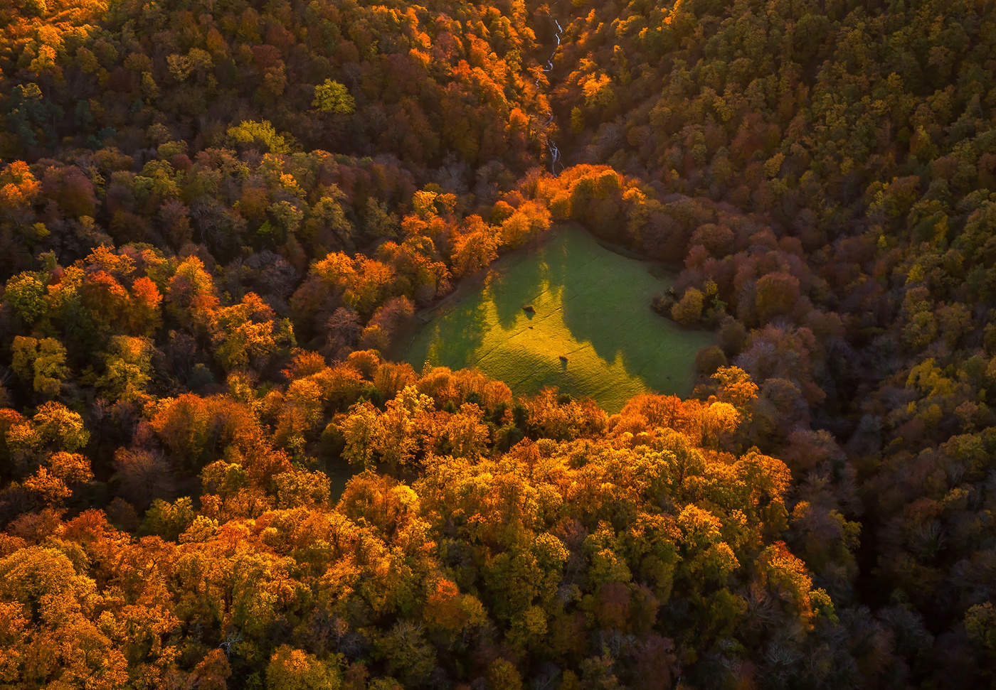 Лесная поляна.
