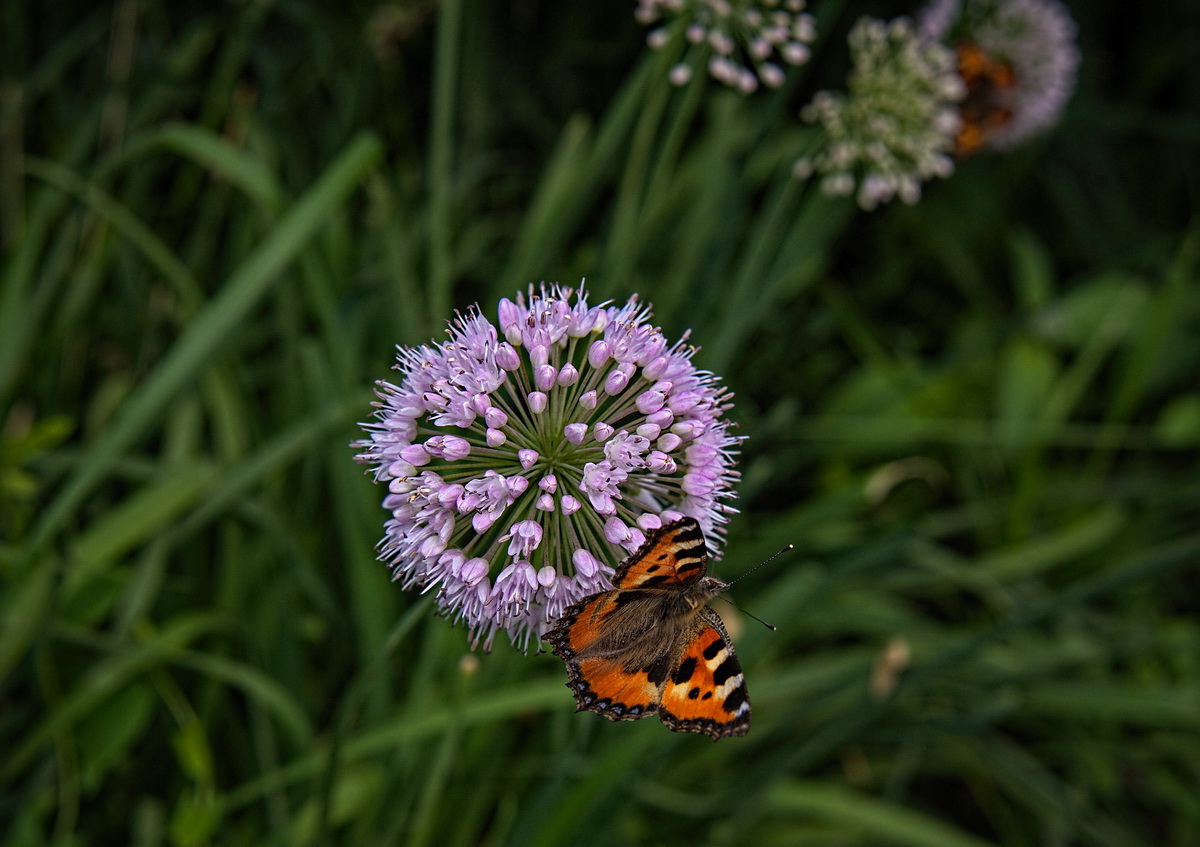 Баттерфляй