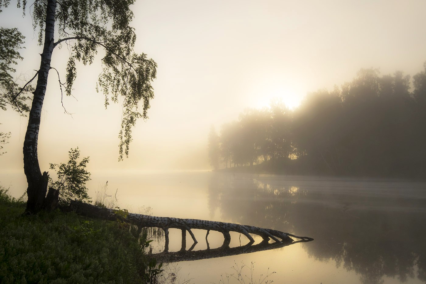 Утренние грёзы