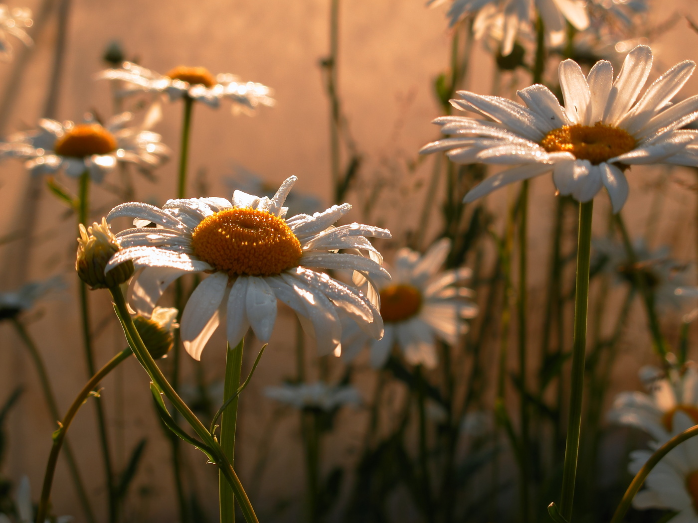 Я сегодня целовалась с дождем