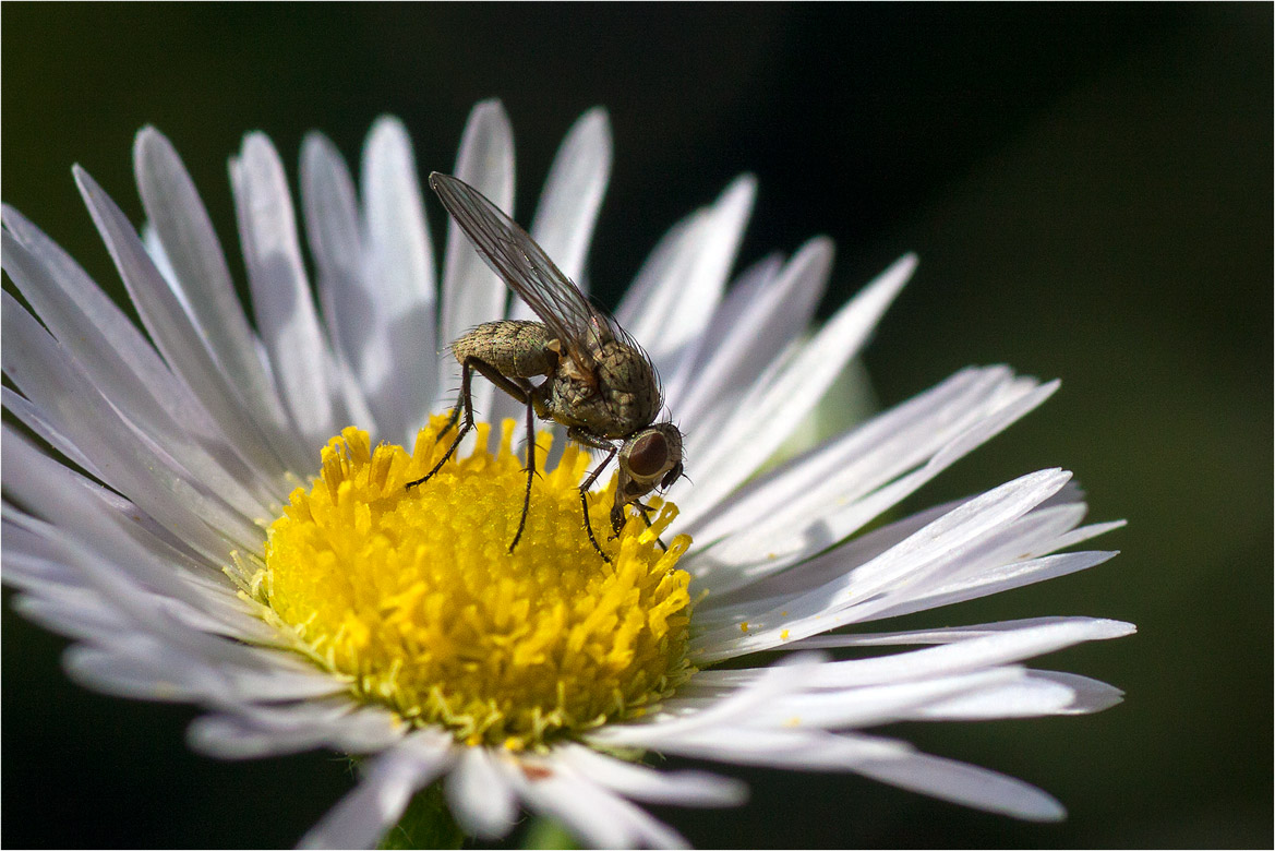 Маленький Мух