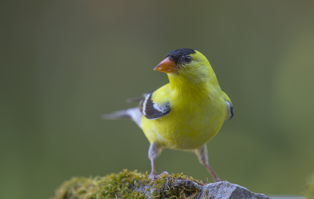 American goldfinch ~ Американский чиж