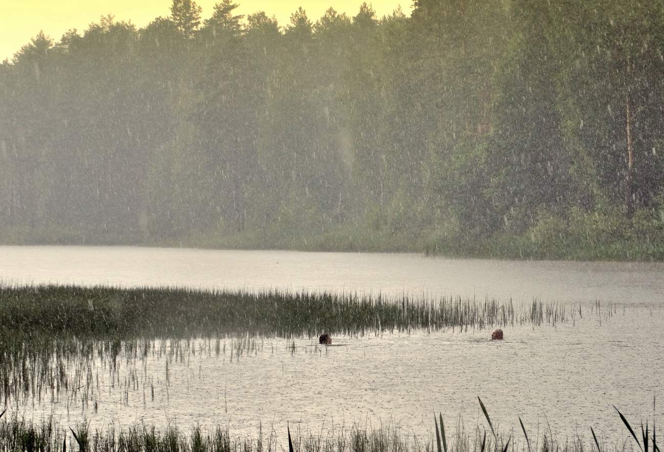 Купание в дождь