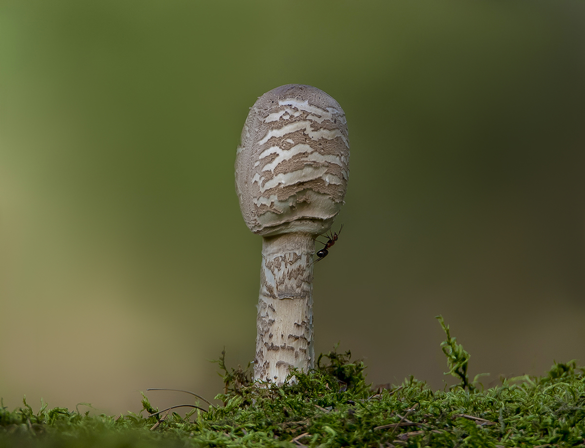 Грибной сезон