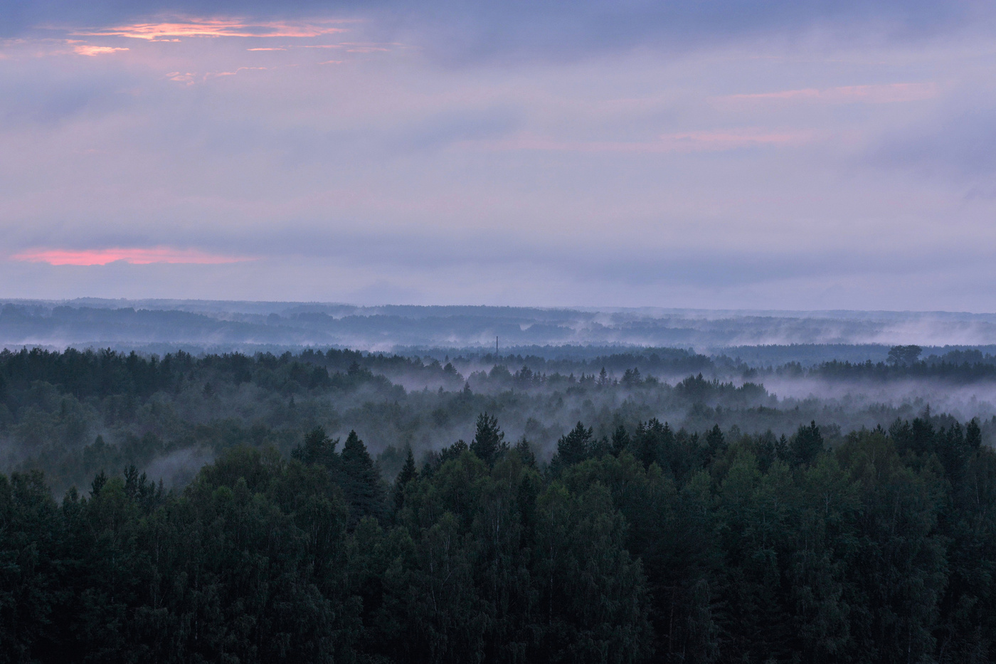Дыхание леса после дождя ...
