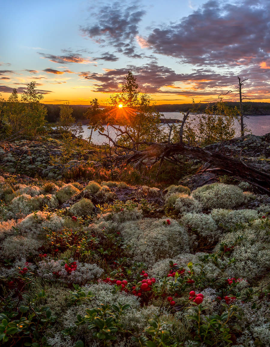 Летние ягоды