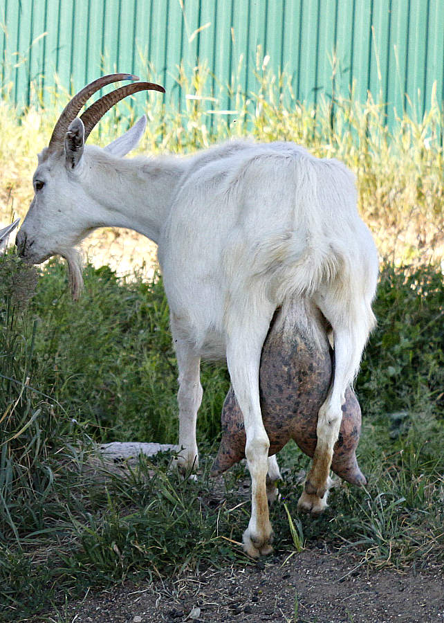 Коза с литрами молока !