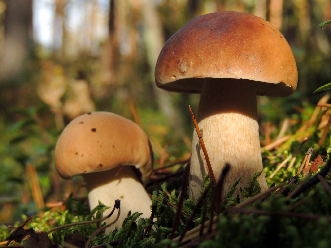 Лесные братья