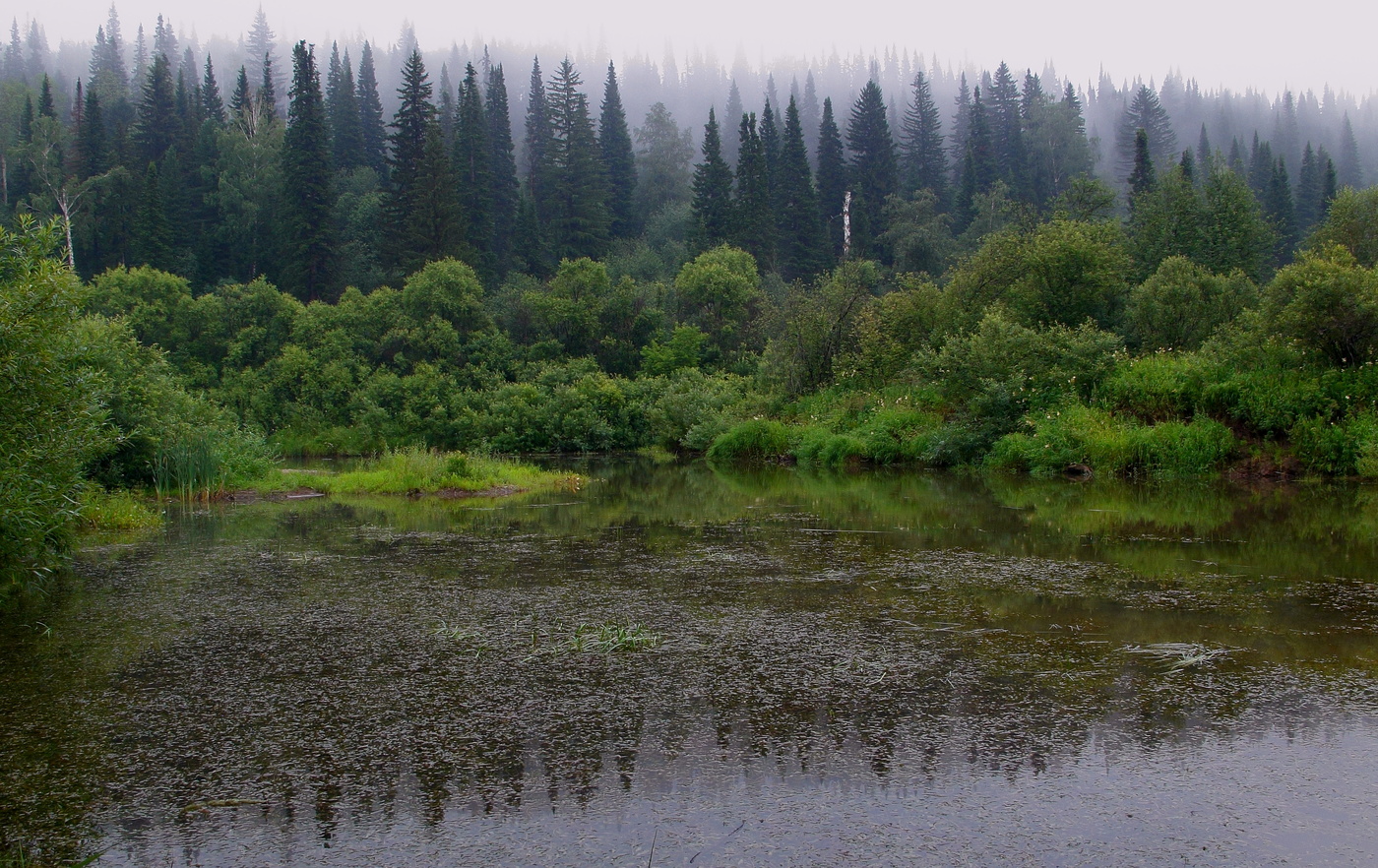 В гостях у кикиморы