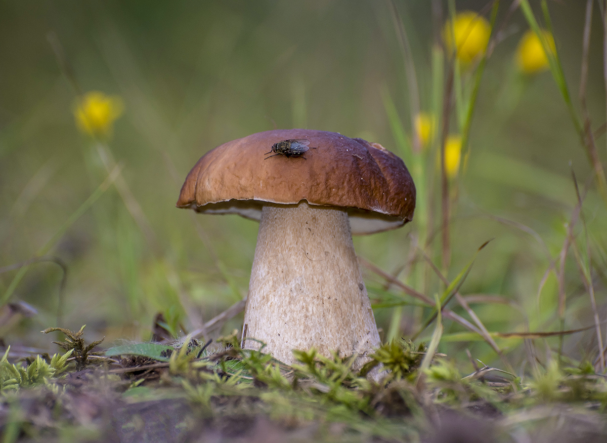 Грибной сезон