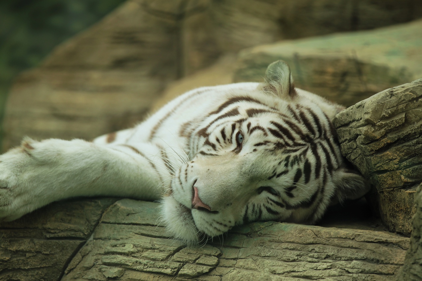 Белый тигр. Редкий экземпляр
