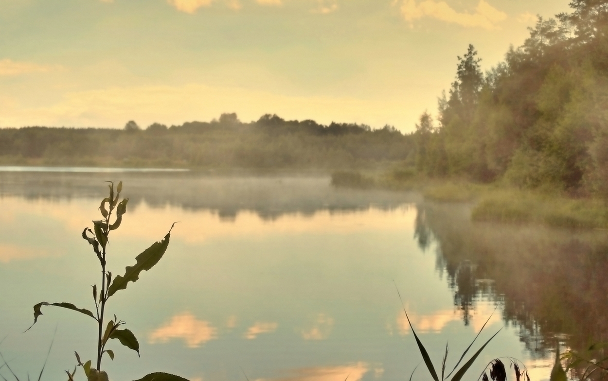 Всё в тумане