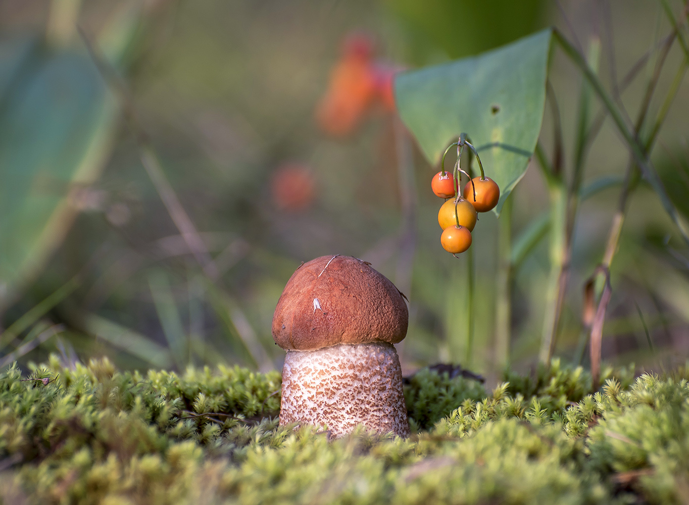 Грибной сезон продолжается.