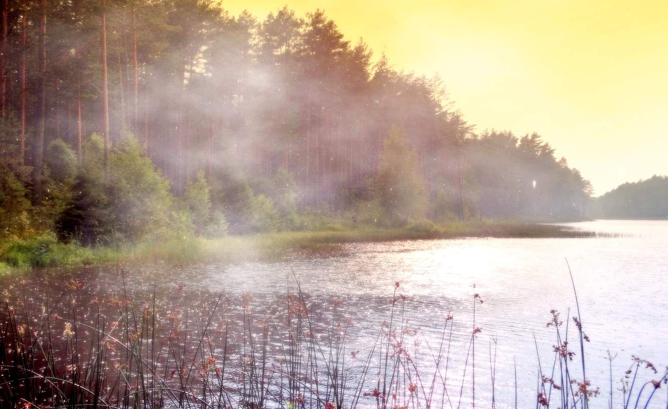 Дождь в тумане