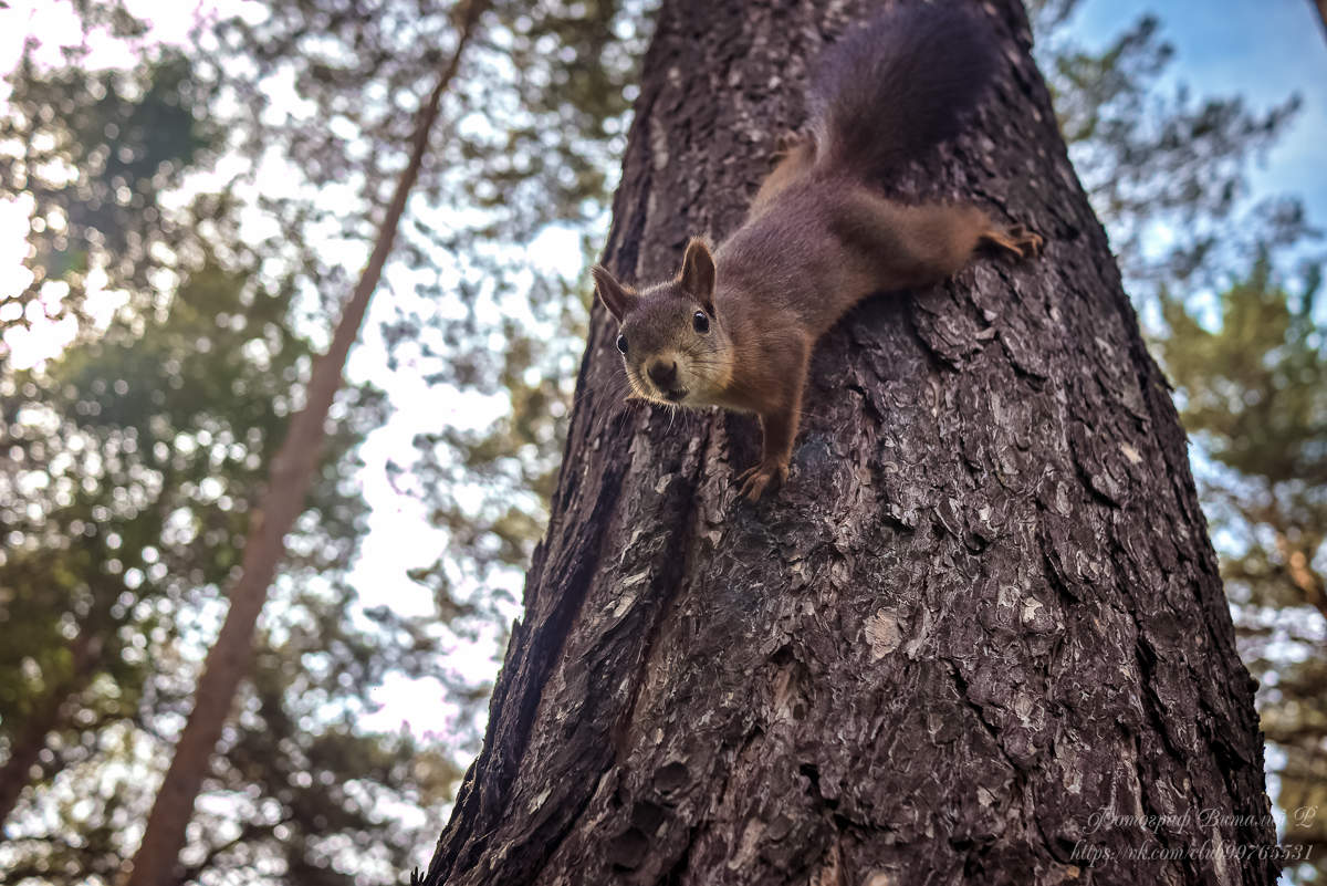 давно тут белочек небыло :)