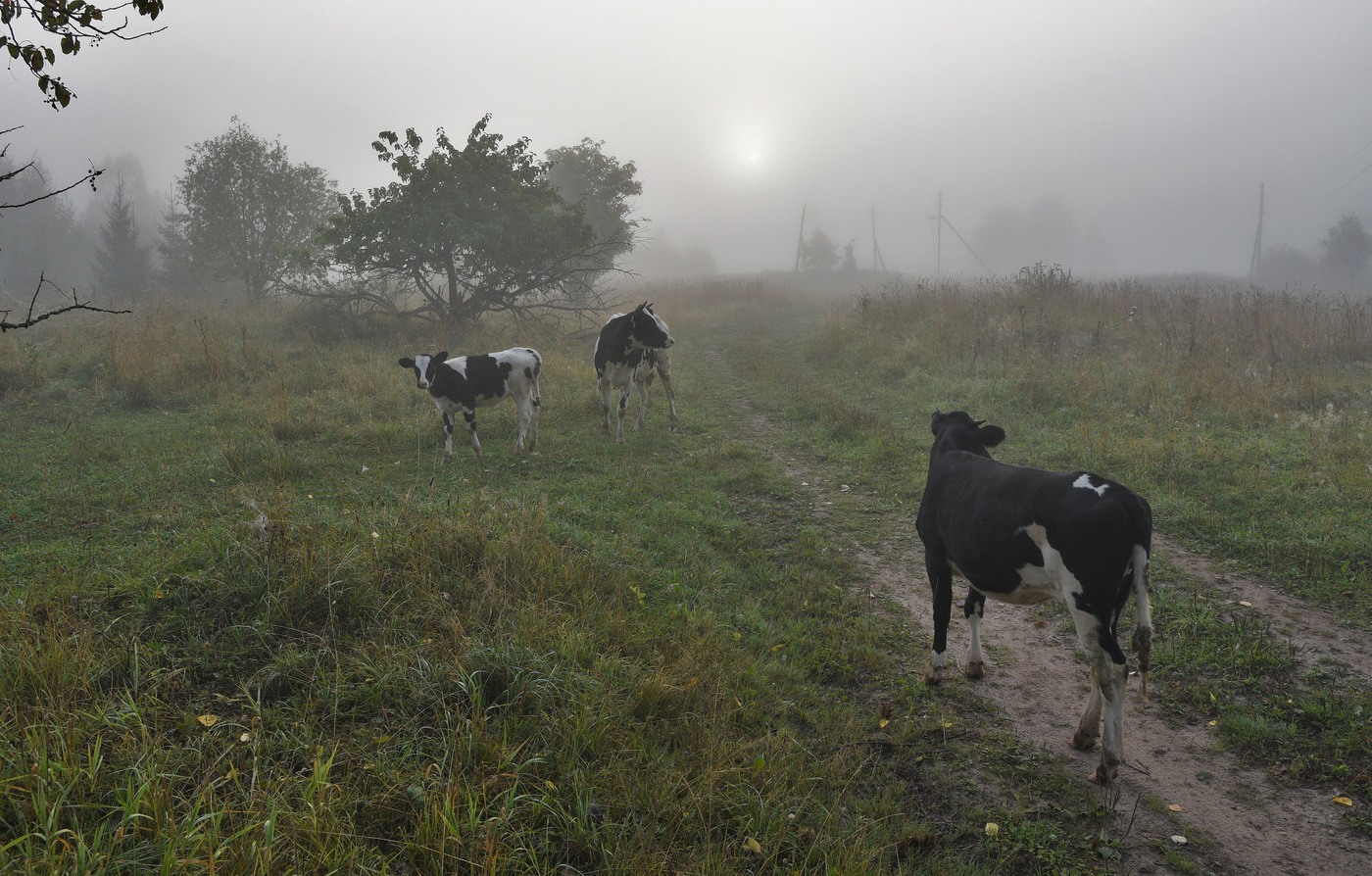 Утро в деревне ...