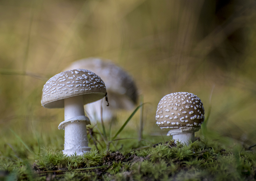 На лесной полянке.