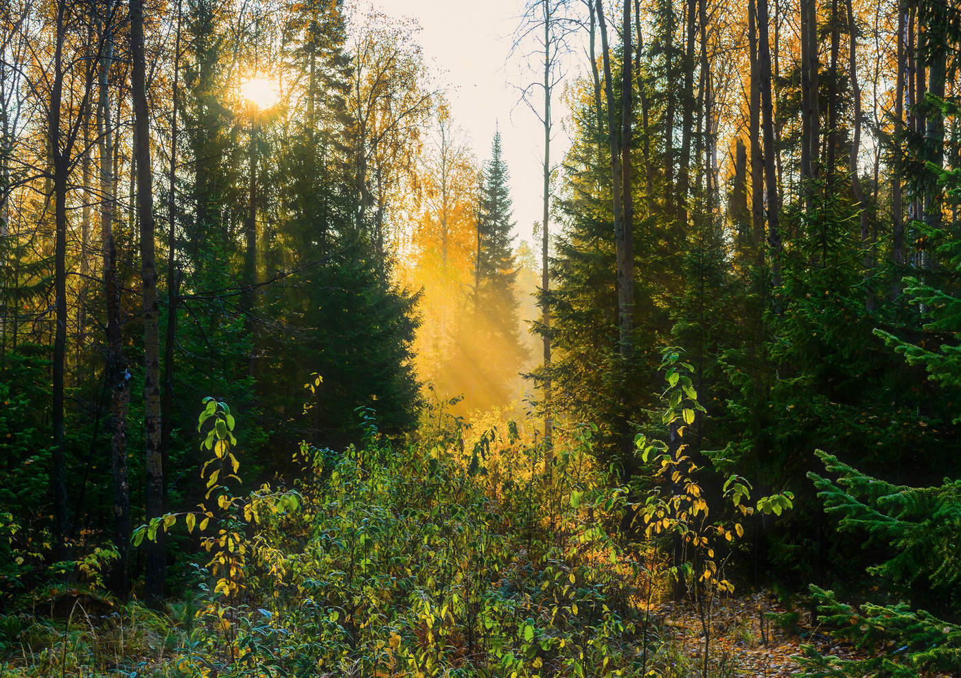 Утренний луч