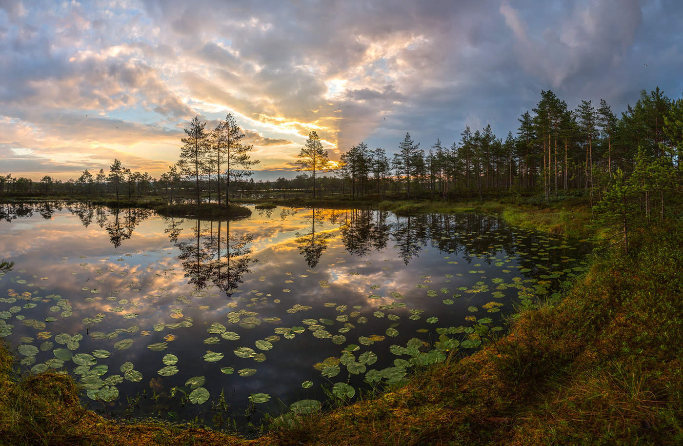 Листья кувшинок в озёрной бухте
