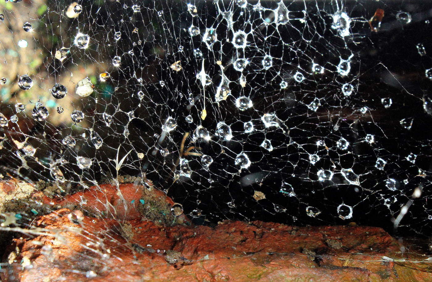 Волшебные капли