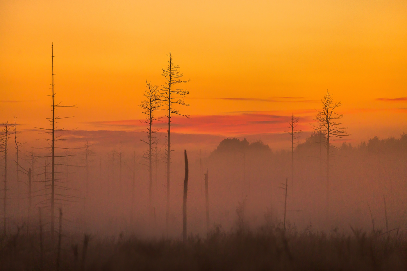Туманные сумерки на болоте