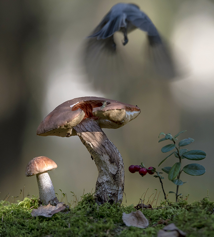 Лесная жизнь