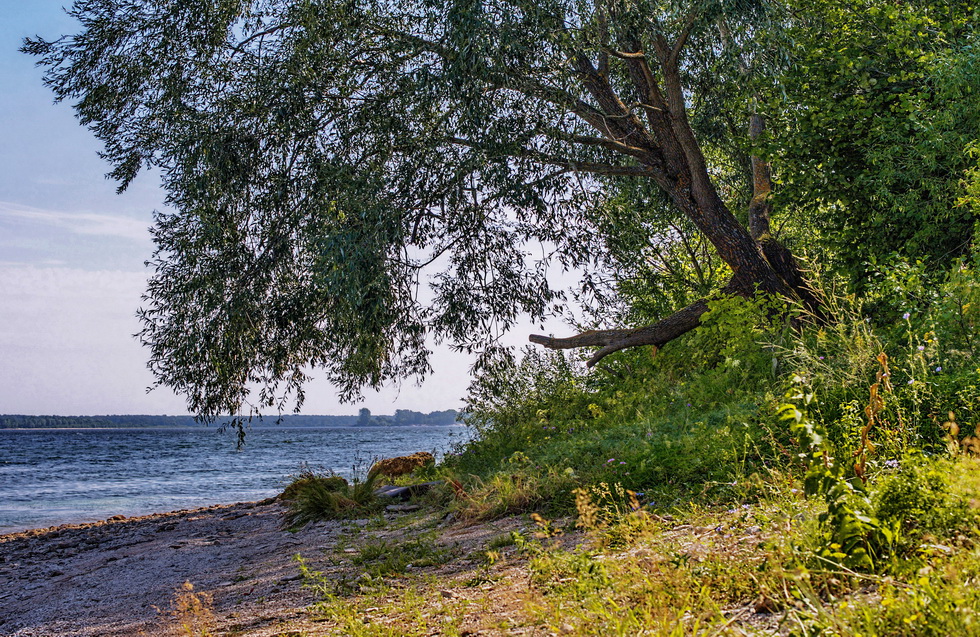 В тени ветлы