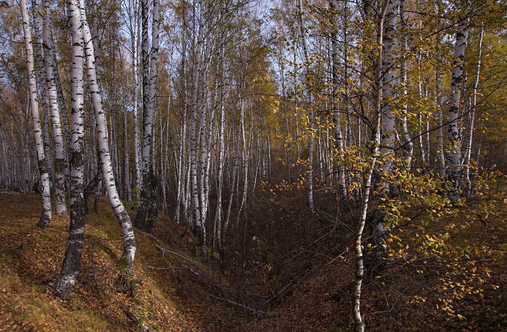 Прошлогодний осенний мотив