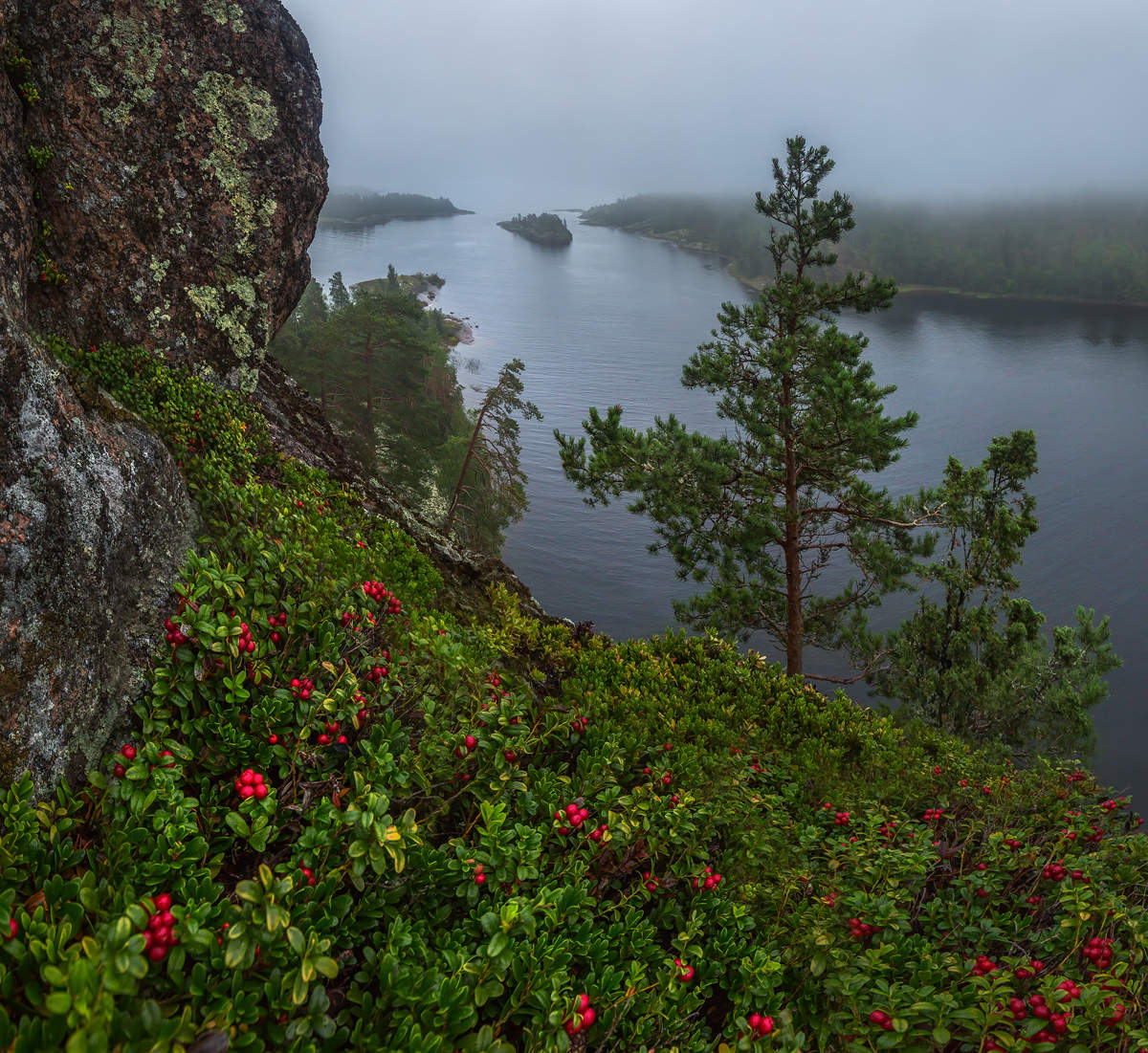Брусника на Ладожских шхерах