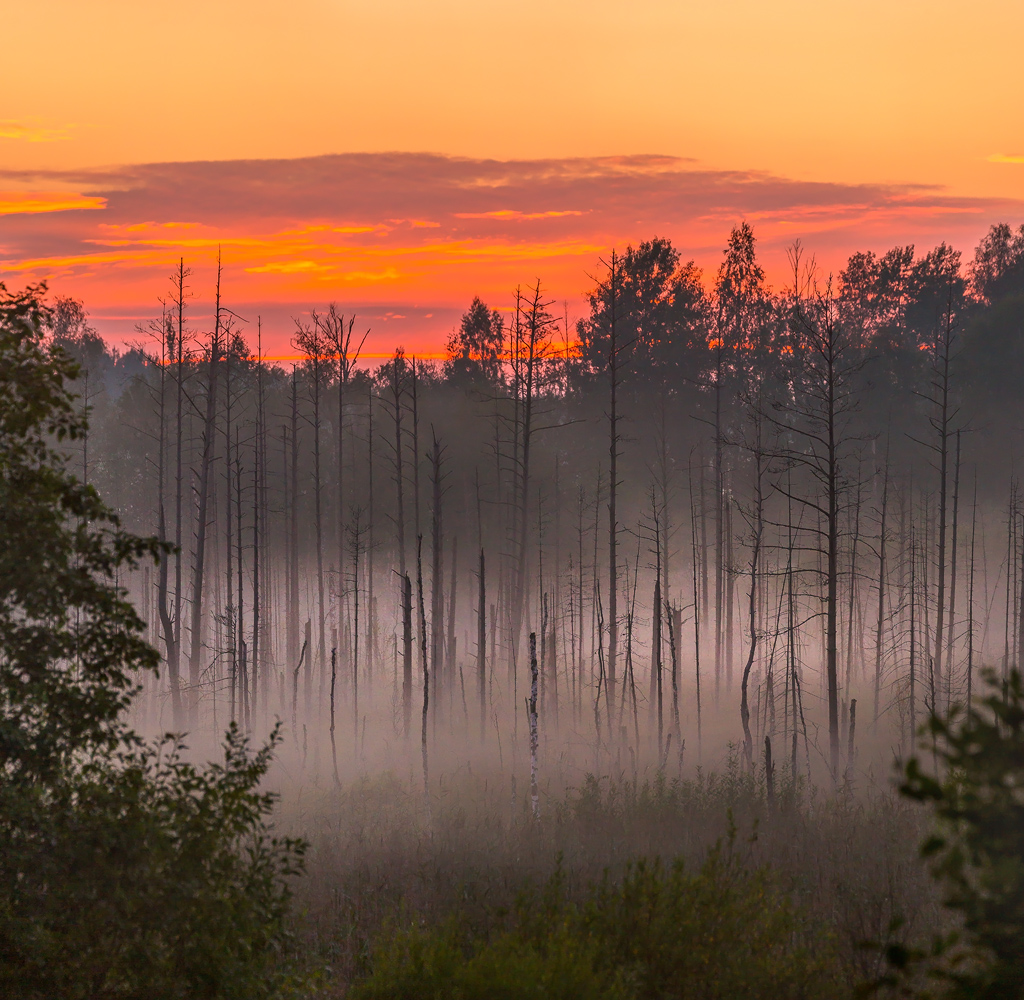 Лес на болоте