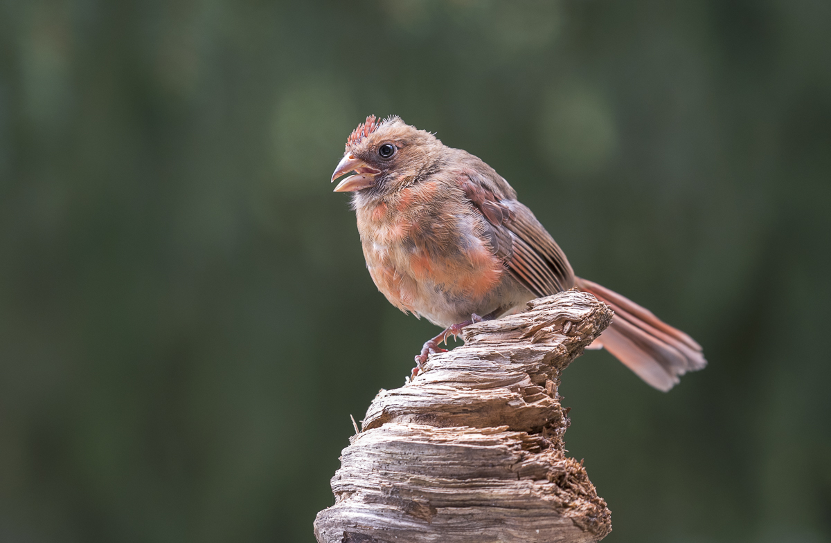 male juvenile of Northern Cardinal
