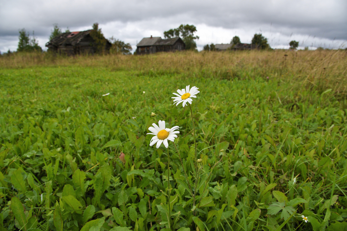 Ностальгический этюд ...