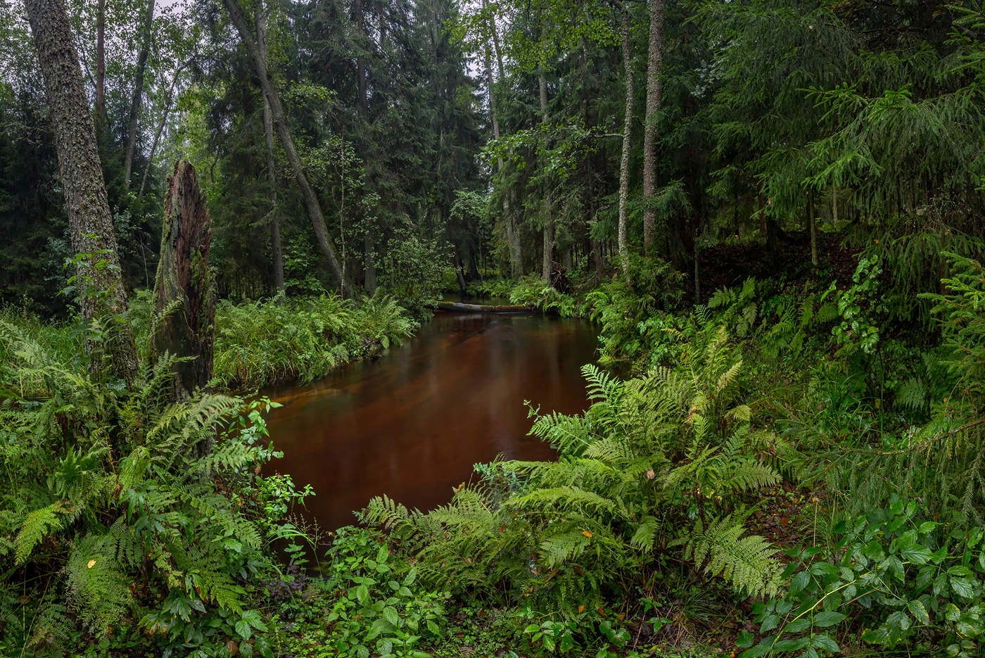 Река в лесу