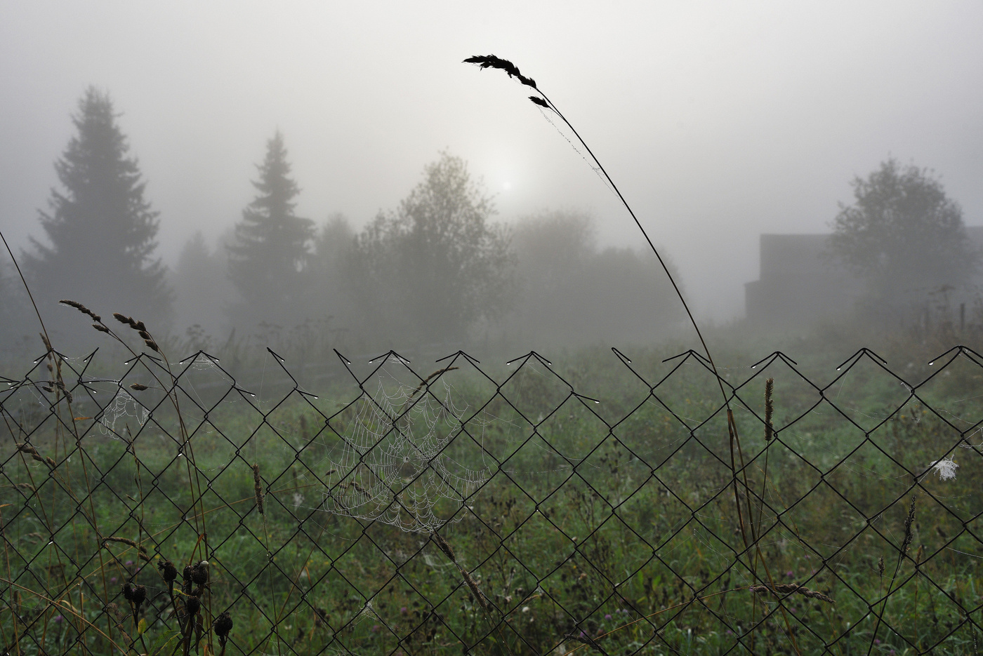 "Уже рассвет полощется ..."