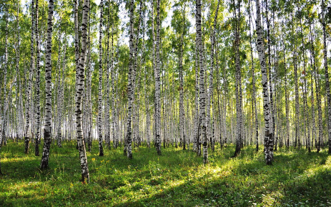 Берёзовый край.