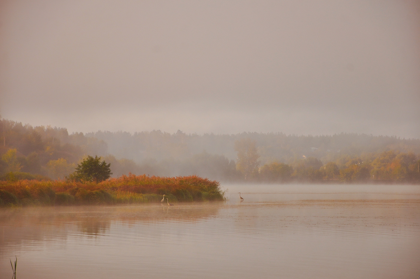 Цапли на пруду.
