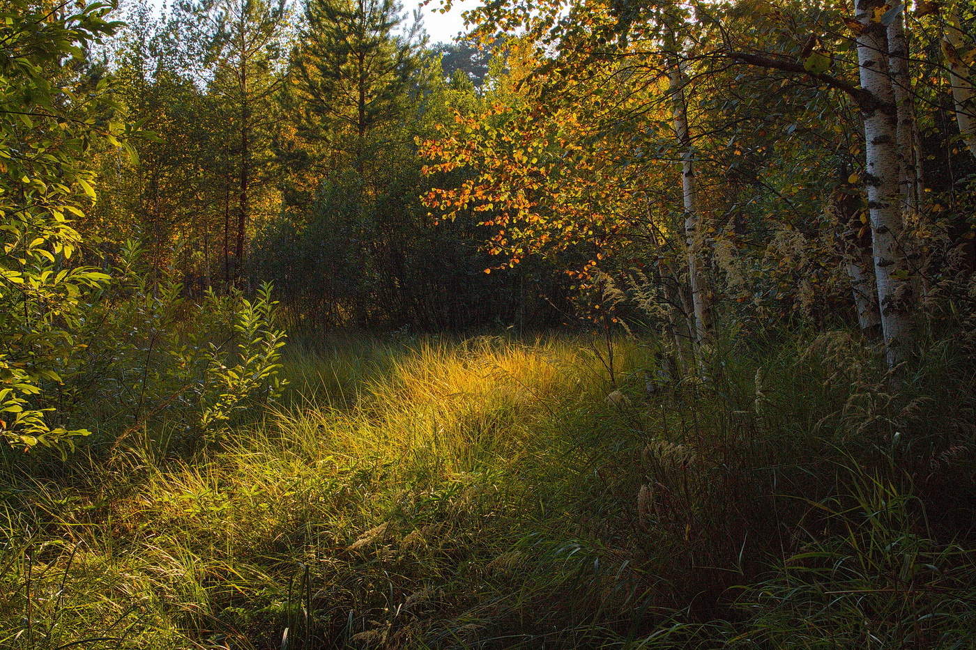 СОЛНЕЧНАЯ ДОРОЖКА.