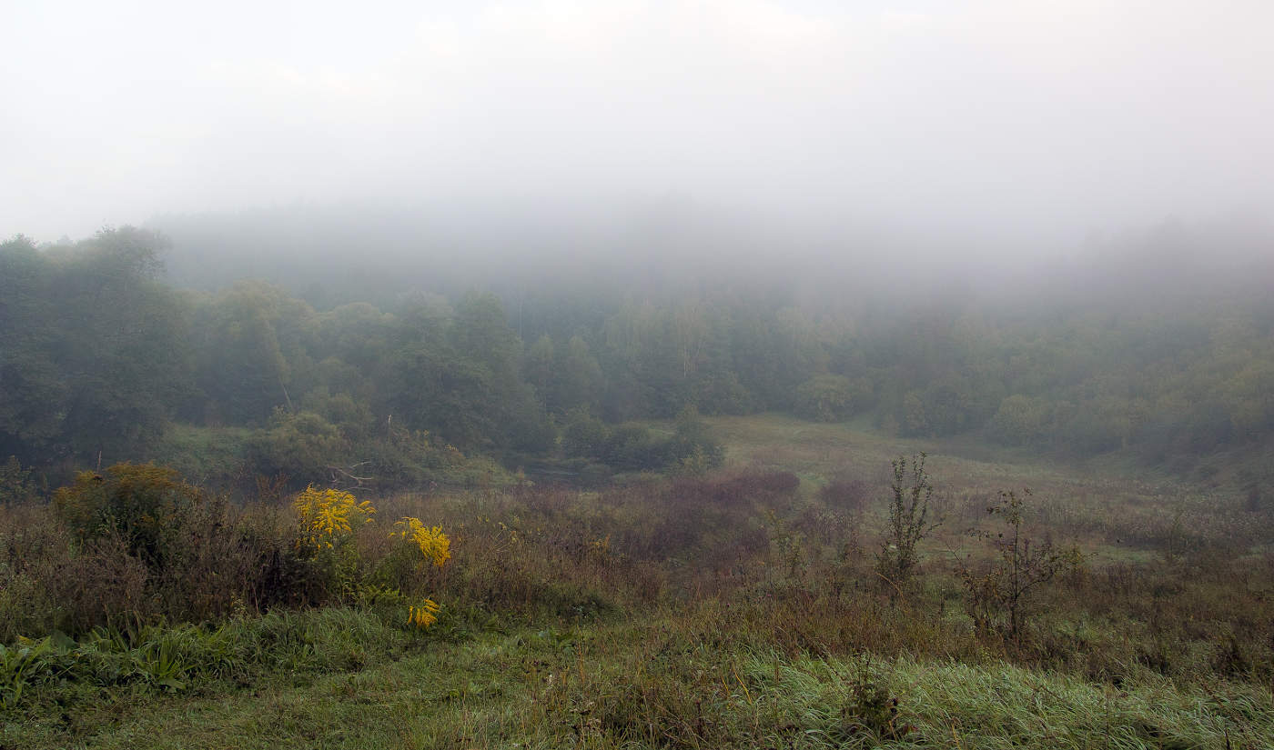 Золотарник-предвестник осени