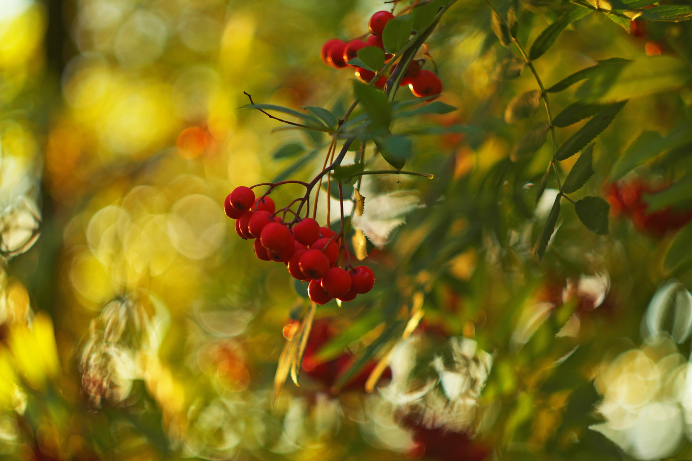 Паучок Ананси.