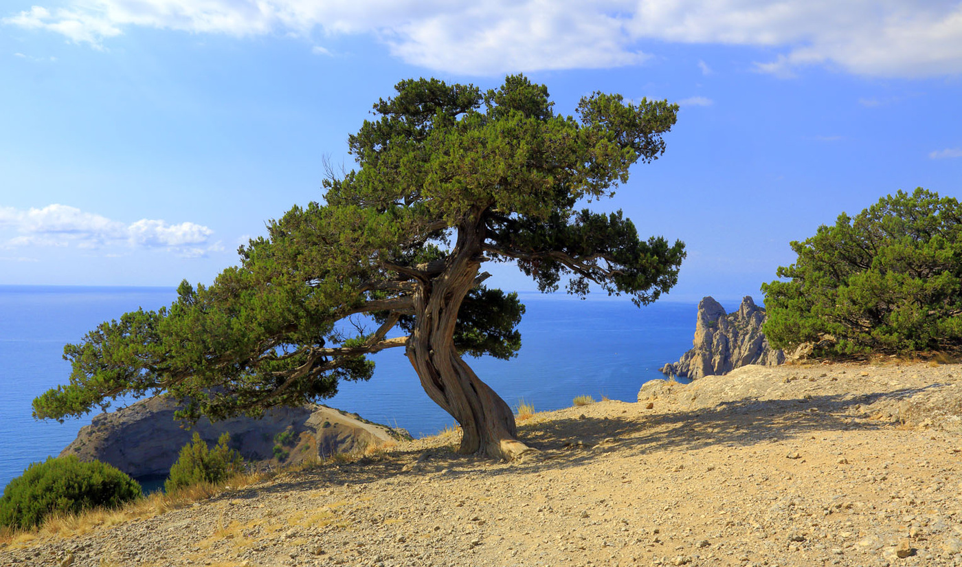 Можжевельник