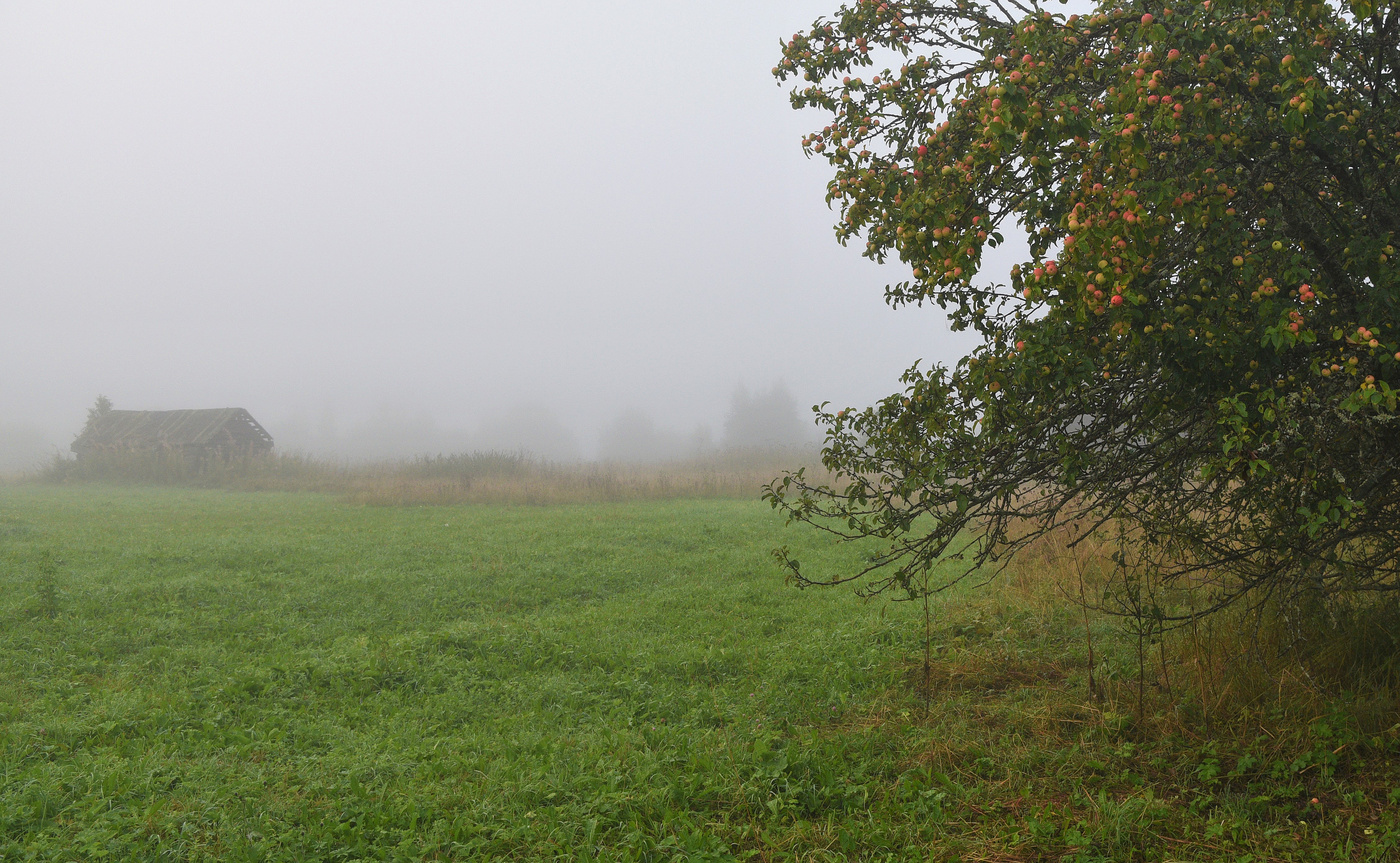 Тихо-тихо и яблоками пахнет ...