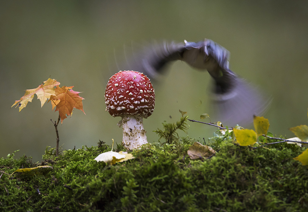 В осеннем лесу.