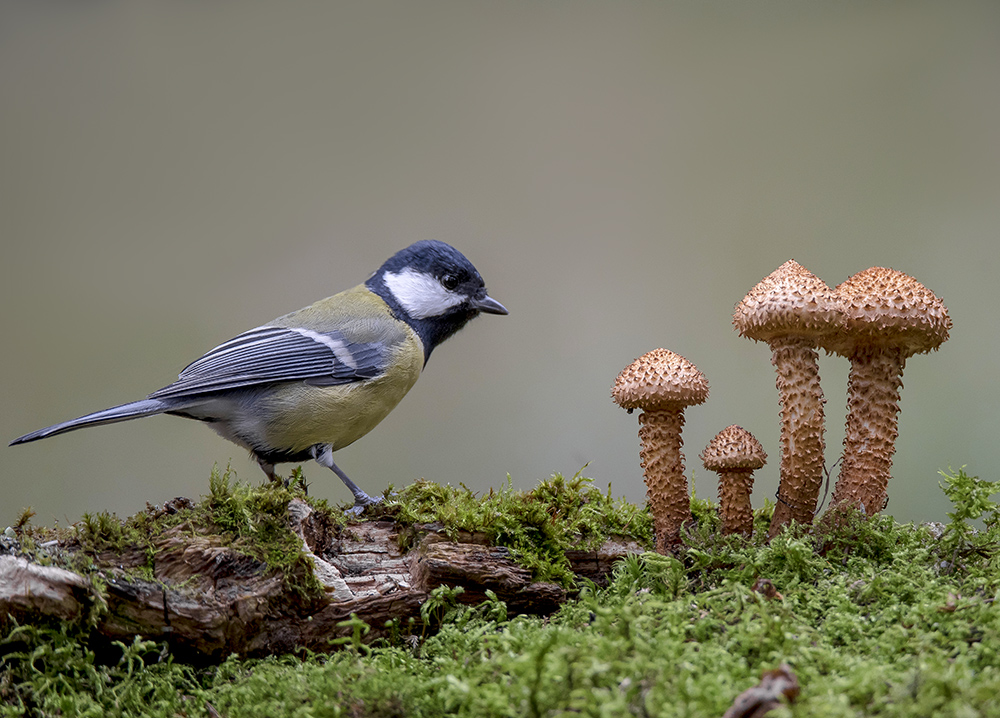 Гриб чешуйчатка обыкновенная и большая синица