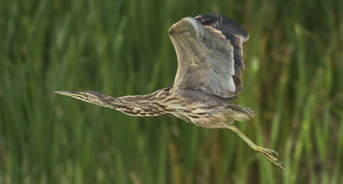 American bittern~Американская выпь
