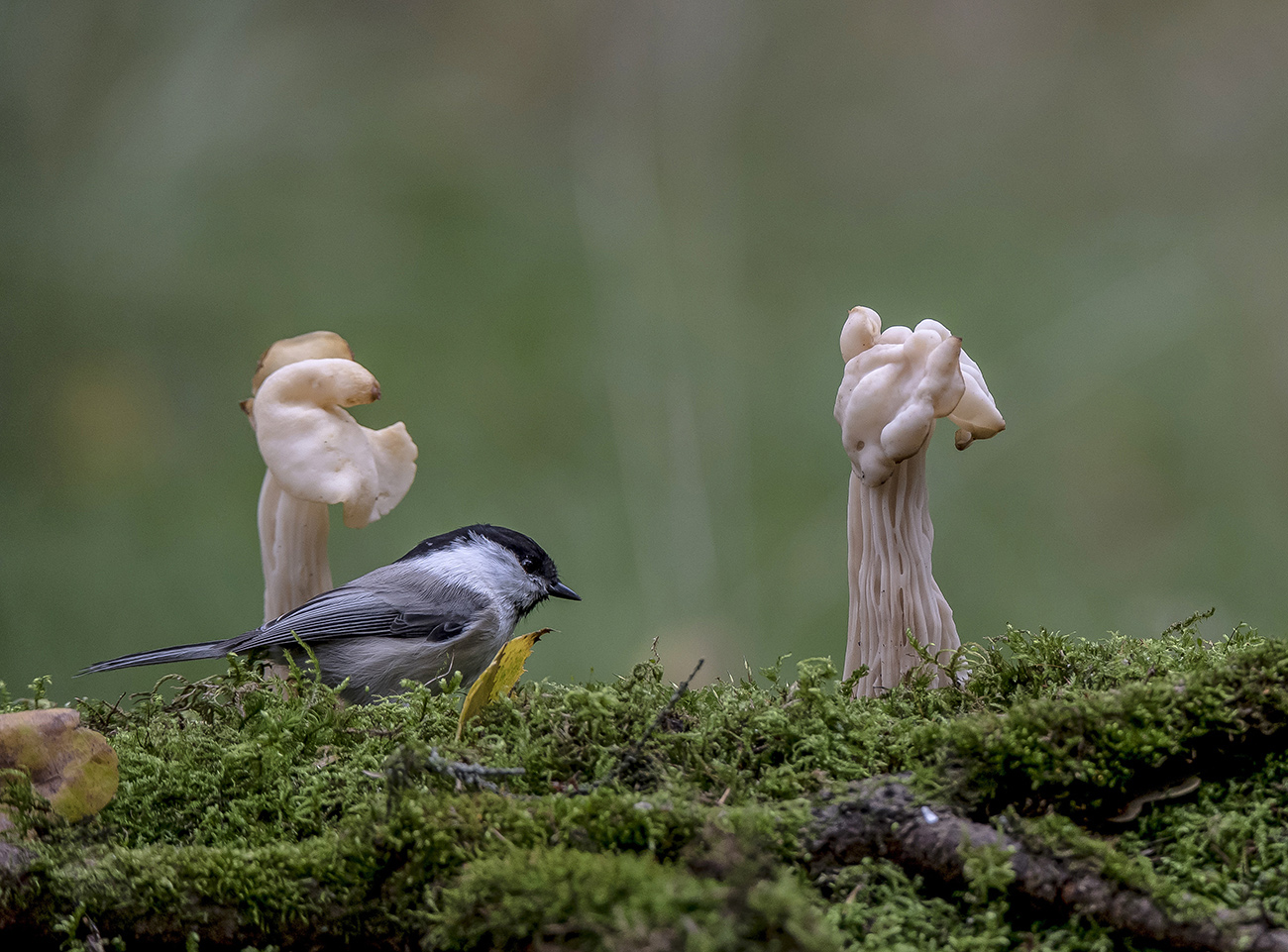 Гриб Лопастник курчавый