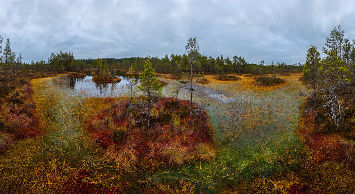 Пасмурный день на осеннем болоте.