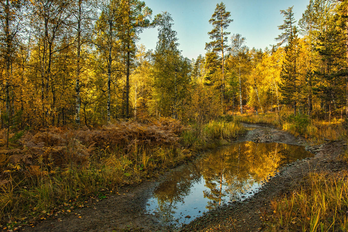 Осенний лес